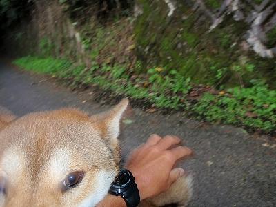 32日目:65番三角寺~68番観音寺(観音寺サニーイン)の記録写真 8