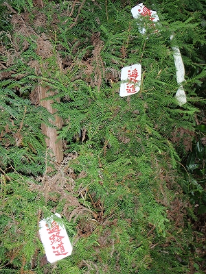 竹林寺の記録写真 2