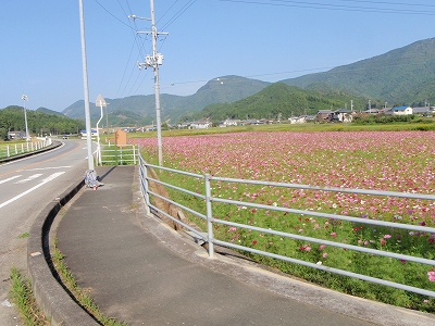 42番そばのコスモス畑