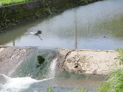 飛び立つ白鳥