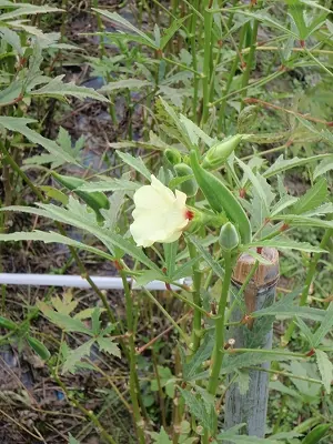 おくらの花