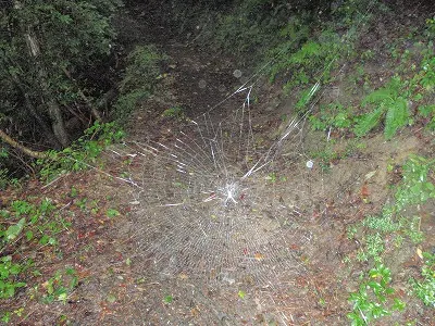 くもの巣の道(焼山寺へ)