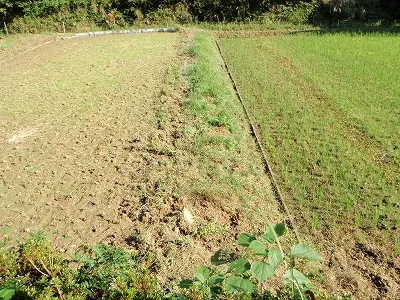 猪に荒らされた畑を整備中
