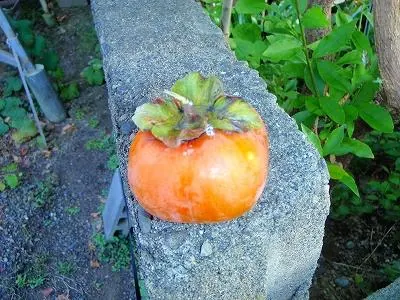 柿くれたおばちゃん