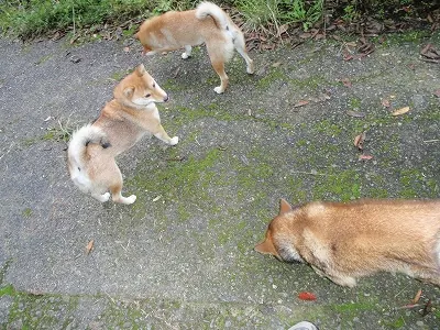 柴柴柴