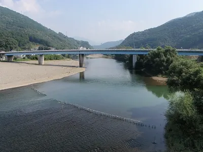 肱川で鮎の産卵