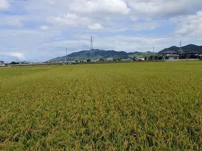 収穫を待つ