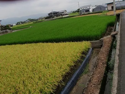 田んぼのコントラスト