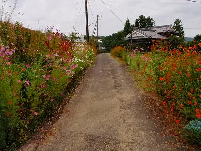 コスモスの道