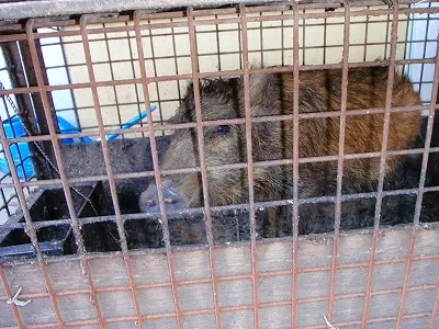 市野瀬で飼われてたイノシシ