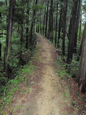 好きな道