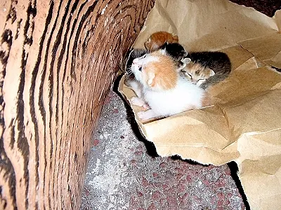ちっちゃな捨て猫