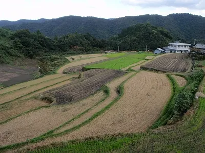 畑