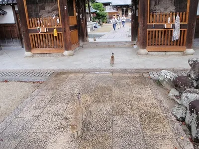 48番西林寺から猫