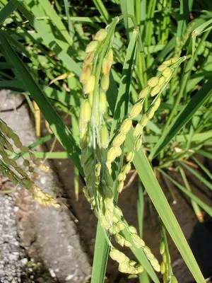 稲穂