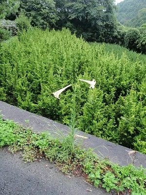 ゆり