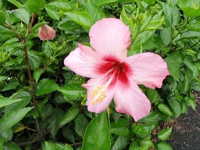 なんて花だろ・・・。