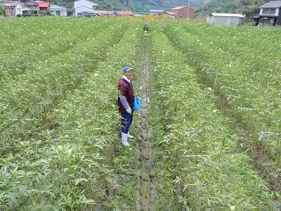 おくら収穫中