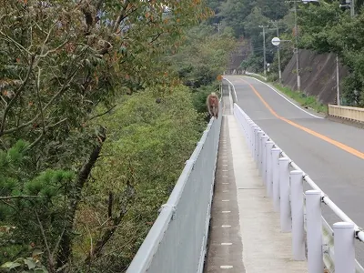 さる