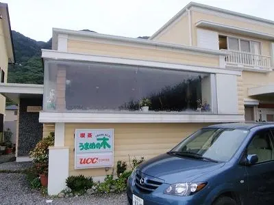 高知県室戸市　室戸岬　うまめの木