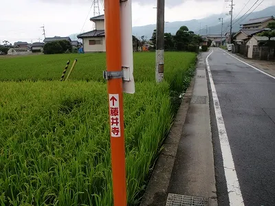 比較的珍しいタイプ